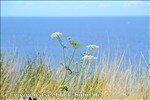 Ferienwohnung Ostsee / Sch�nberger Strand: Blick von der Steilk�ste