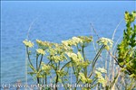 Ferienwohnung Ostsee / Sch�nberger Strand: Blick von der Steilk�ste