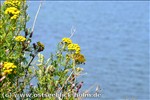 Ferienwohnung Ostsee / Sch�nberger Strand: Blick von der Steilk�ste