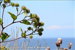 Ferienwohnung Ostsee / Sch�nberger Strand: Blick von der Steilk�ste