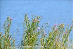 Ferienwohnung Ostsee / Sch�nberger Strand: Blick von der Steilk�ste