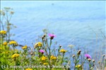 Ferienwohnung Ostsee / Sch�nberger Strand: Blick von der Steilk�ste