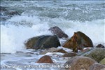 strandbilder-ostsee33